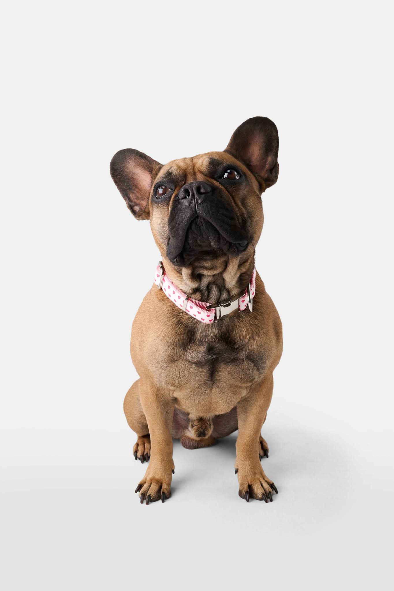 Hearts Dog Collar