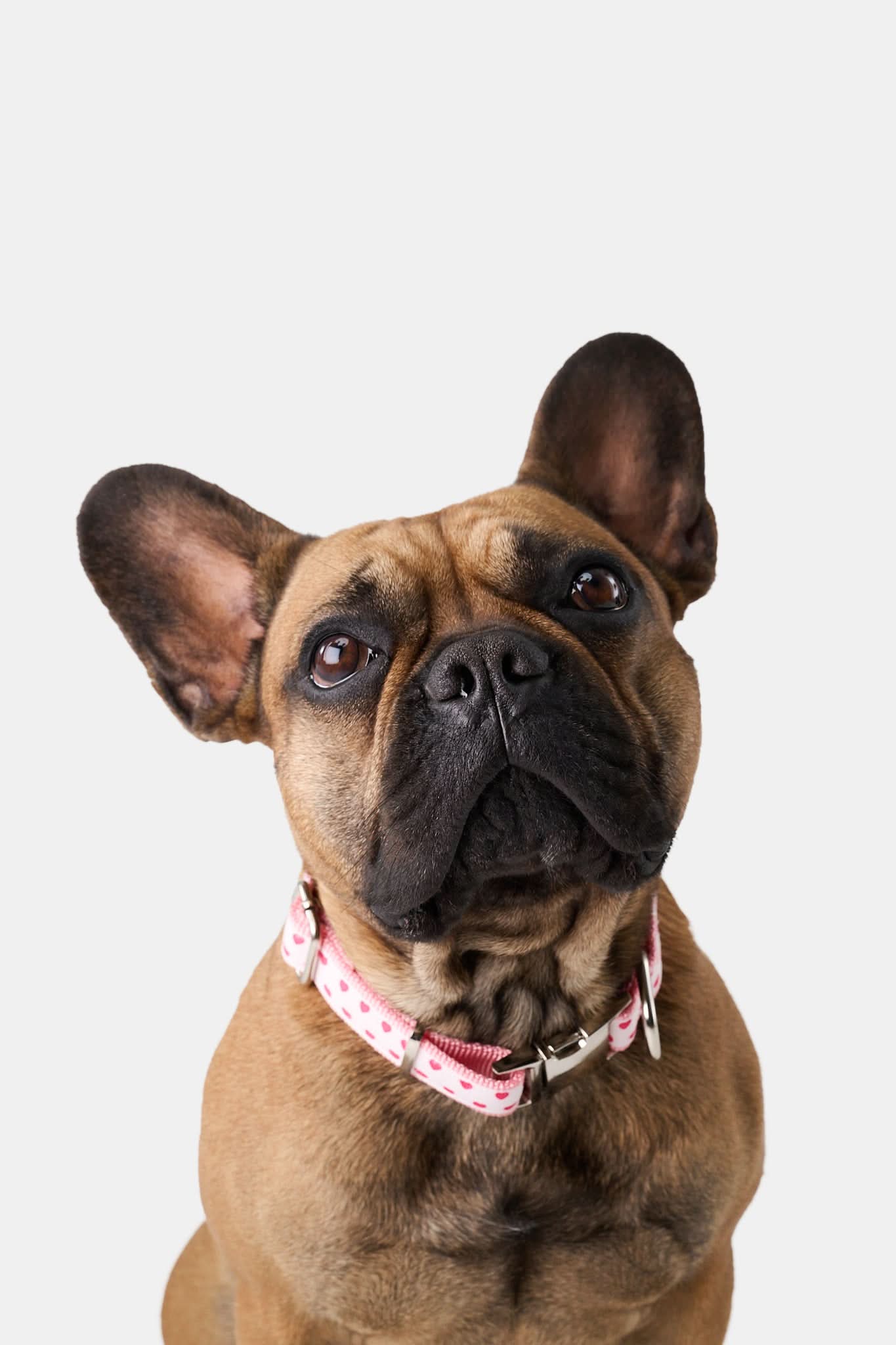 Hearts Dog Collar